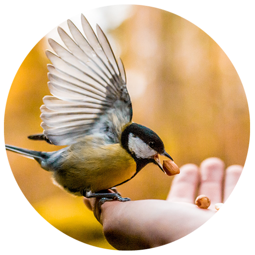 Feeding bird hand